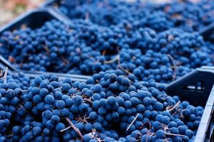 Beautiful baskets of grapes, displaying the vibrant blues of the grape skins!