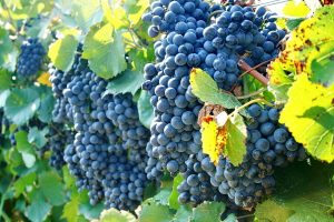With tight clusters of amazing blue grapes, displaying perfectly the grape vine plant!