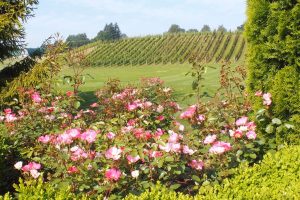 A gorgeous Canadian winery with amazing pink flowers! Here, some of the best Canadian wines are grown and produced!