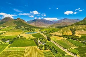 An absolutely breathtaking view of a South African winery, which produces some of the most amazing South African wines!