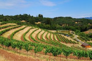Californian Wineries: Rise Of An Empire