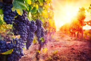 A beautiful sunset in a vineyard, shining perfect light on tight blue clusters of amazing dark grapes, to be used in the making of organic wines.