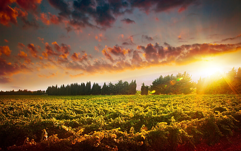 Australian Wineries - Beautiful Australian winery at sunset!