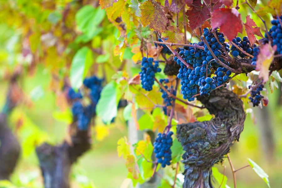 Grape Growing Perfect Soil - Beautiful juicy grapes hanging on amazing autumn colored leaves and vines!