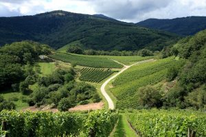 Alsace Wineries: One Day Road Trip