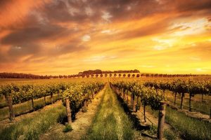 Australian Wineries: One Day Road Trip