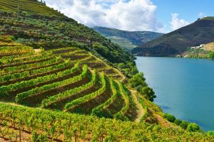 Portuguese Wineries: One Day Road Trip