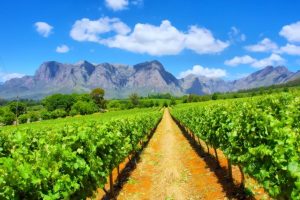 South African Wineries: One Day Road Trip