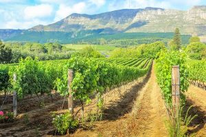African Wineries: Top Vacation Destinations