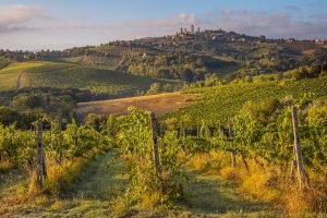 Pinot Grigio Wine: Top Bottles 2018