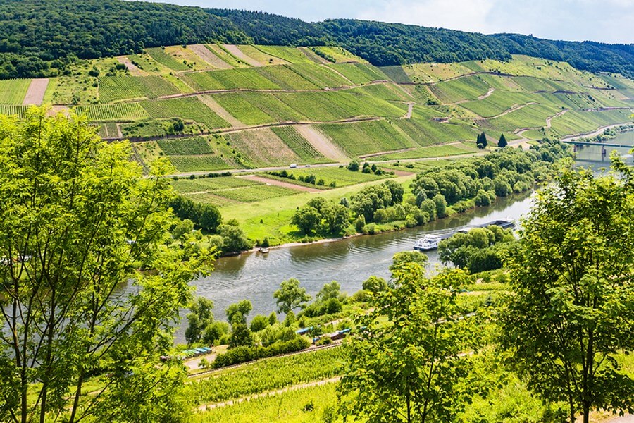 Beautiful green German vineyards ready to be harvested to produce amazing German Wines!
