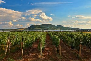 A beautiful vineyard in the czech republic ripe for picking to produce amazing czech wines!