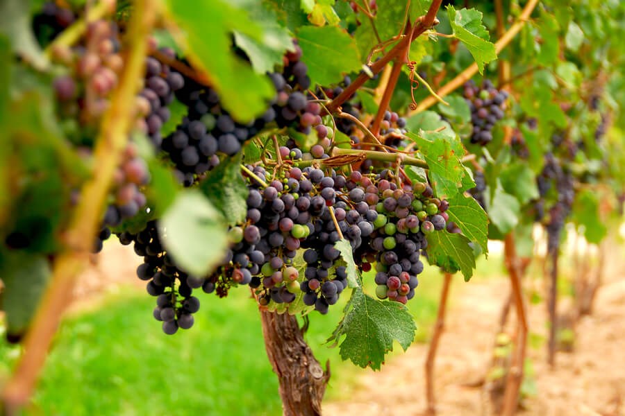 Vine Mealybug The History of Vineyards - DP